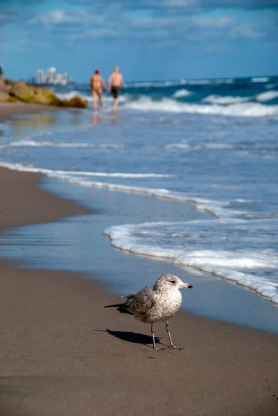 Vertical Shot Seagull Walking Beach Couple Walking Background — Stock Photo, Image