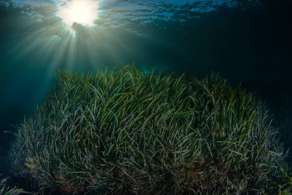 Akdeniz 'in Endemik Bitkisi. Arka planda güneş ışınları olan Posidonia Okyanusitsa.