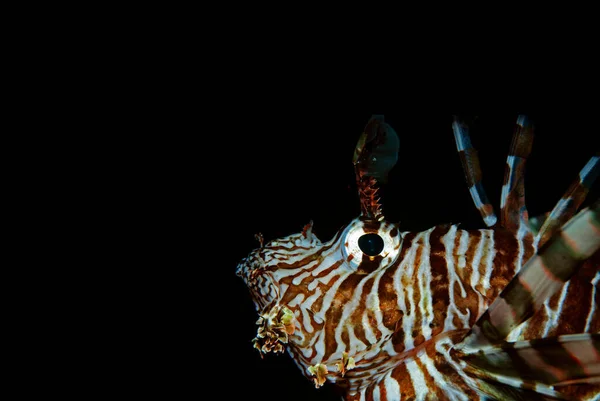 Black Background Head Lionfish Pterois Volitans Right Lower Corner — Stock Photo, Image