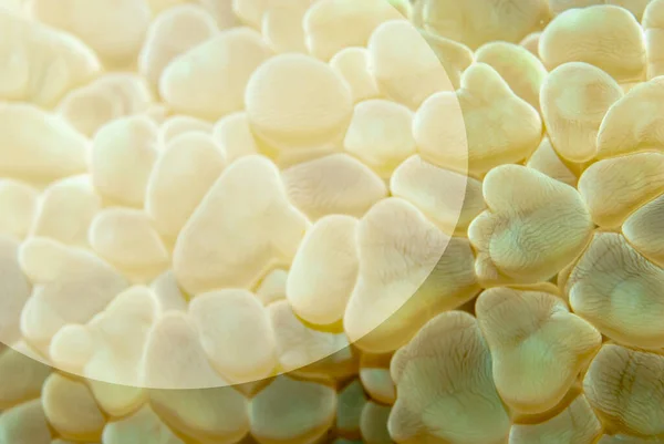 Fundo Bonito Coral Uva Com Espaço Para Escrever Adicionar Objetos — Fotografia de Stock