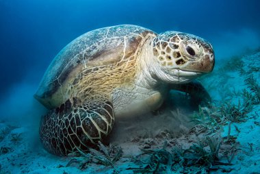 Büyük yeşil kaplumbağa (chelonia Mydas) deniz aygırı yiyor.