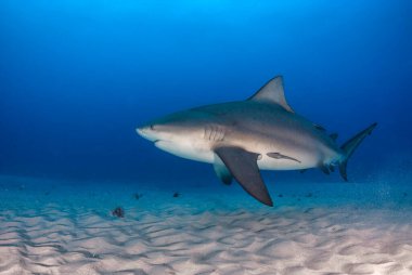 Boğa köpekbalığı (Carcharhinus leucas) kumlu dibe yakın yüzüyor