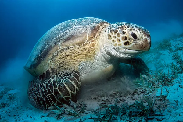 Big Green Turtle Chelonia Mydas Eating Seagrass — Foto de Stock