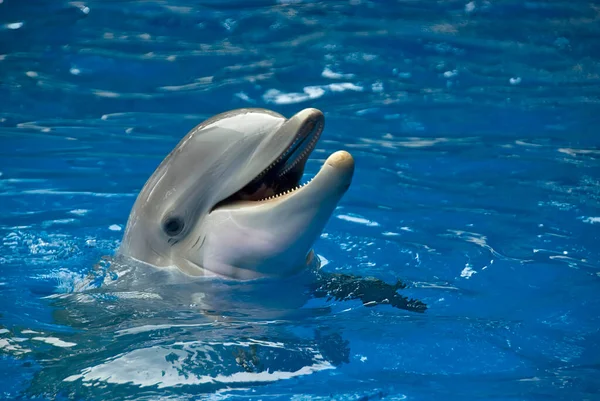Bottlenose Dolphin Surface Pool Mouth Open — Zdjęcie stockowe