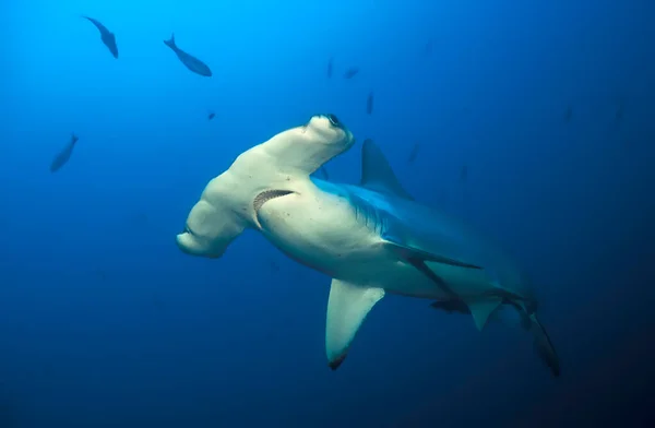 Close Portrait Scalloped Shark Sphyrna Lewini — 图库照片