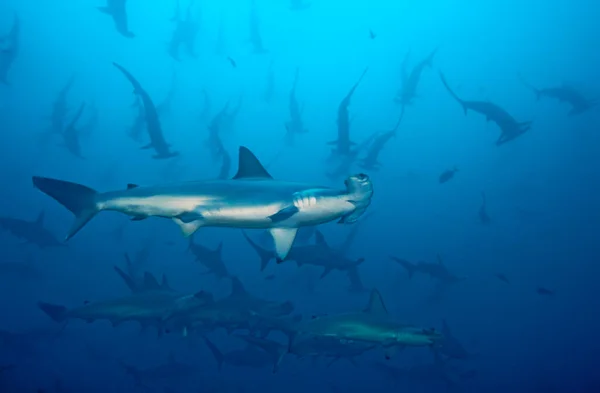 Escuela Cabeza Martillo Azul Con Tiburón Primer Plano — Foto de Stock