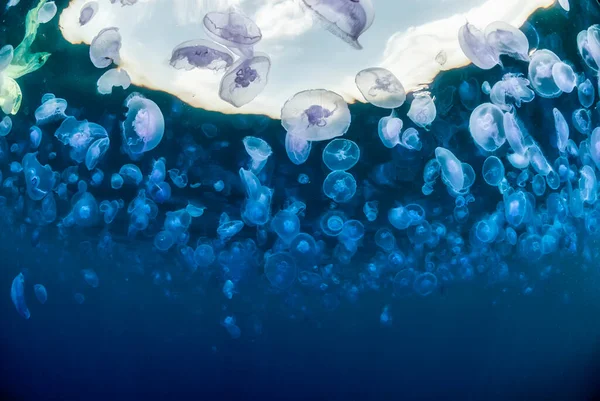 Underwater Image Big Concentration Jellyfish Aurelia Aurita — Stock fotografie