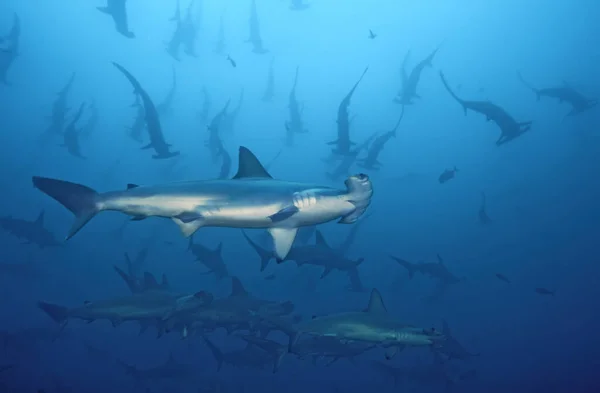Escuela Cabeza Martillo Azul Con Tiburón Primer Plano Imágenes de stock libres de derechos
