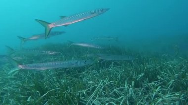 Akdeniz barakudaları (Sphyraena viridensis) deniz otuna (Posidonia oceanica) yakın bir grup, ağızda bir kanca vardır.