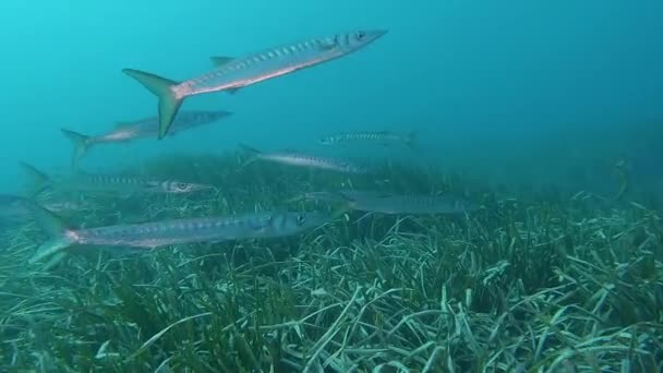 Groep Van Mediterrane Barracuda Sphyraena Viridensis Dicht Bij Zeegras Posidonia — Stockvideo