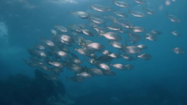 School Salemas Sarpa Salpa Reef Mediterranean Sea — Stockvideo