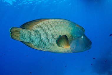 Napoleon fish (Cheilinus undulatus) swimming in clear blue waters