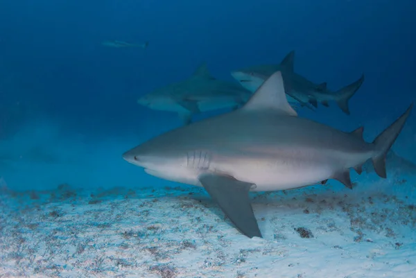 Three bullsharks swimming close to the sandy bottom