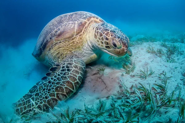 Green Turtle Chelonia Mydas Eating Sea Grass — Foto de Stock
