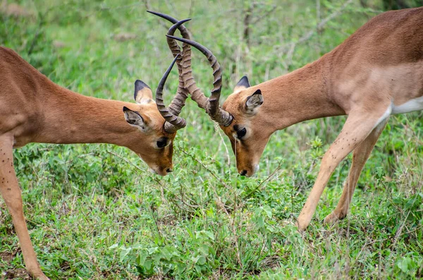 Detail of two impalas (Aepyceros melampus melampus) figthing horn to horn