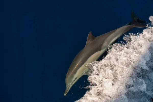 Dolfijn Delphinus Delphis Zwemmen Spelen Met Golven Van Een Boot — Stockfoto