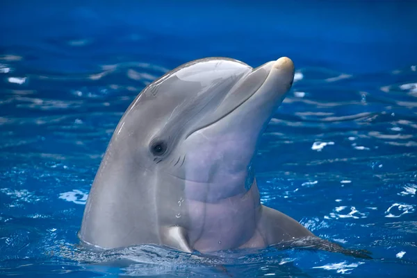 Bottlenose Dolphin Tursiops Truncatus Captivity Head Out Water 스톡 이미지