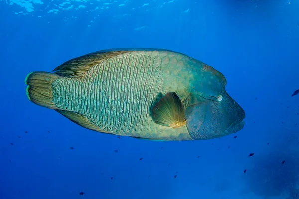 Napoleon Fish Cheilinus Undulatus Swimming Clear Blue Waters Fotos de stock