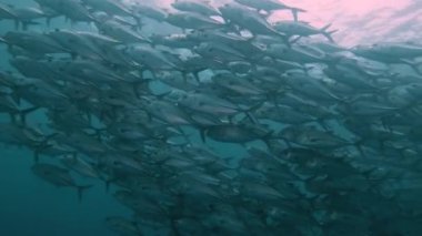 Büyük bir kocagöz vale okulu (caranx sexfasciatus)