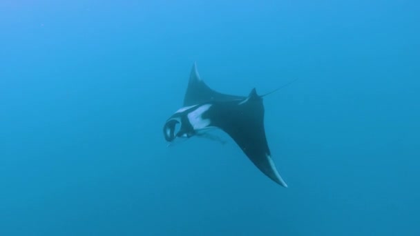 Oceanic Manta Manta Birostirs Swimming Blue — стоковое видео