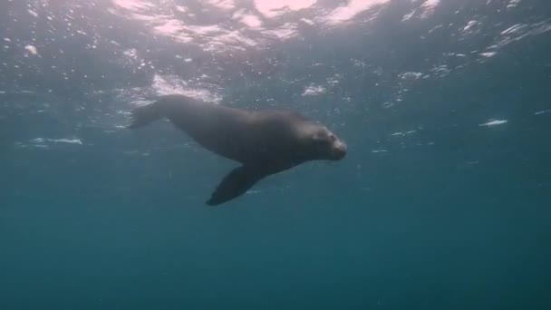 Male Sea Lion Zalophus Californiacus Swwiming Slow Motion — ストック動画