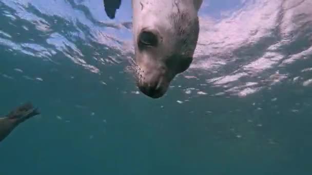Young Sea Lion Zalophus Californicus Staring Camera — стоковое видео