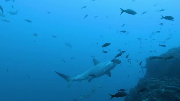 One Scalloped Hammerhead Shark Sphyrna Lewini Swimming Quietly — Stockvideo