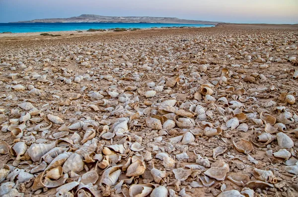 Seashore of a desert island covered with thousands of shells
