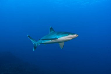Silver tip shark (Carcharhinus albimarginatus) swimming in the blue