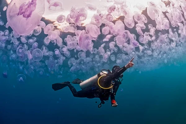 Diver Bloom Jellyfishes Aurelia Aurita Pointing Something — Φωτογραφία Αρχείου