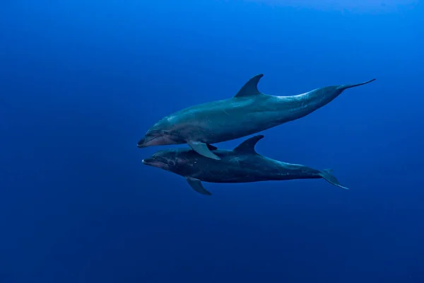 Couple Bottle Nose Dolphins Tursiops Truncatus Swimming Blue — Zdjęcie stockowe