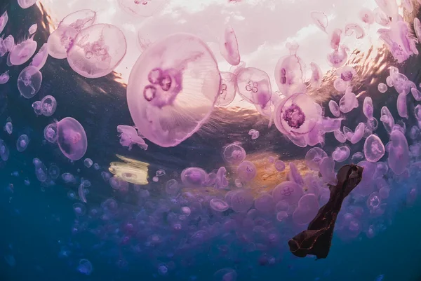 Bloom Jellyfish Aurelia Aurita Sea Polluted Plastic — Φωτογραφία Αρχείου