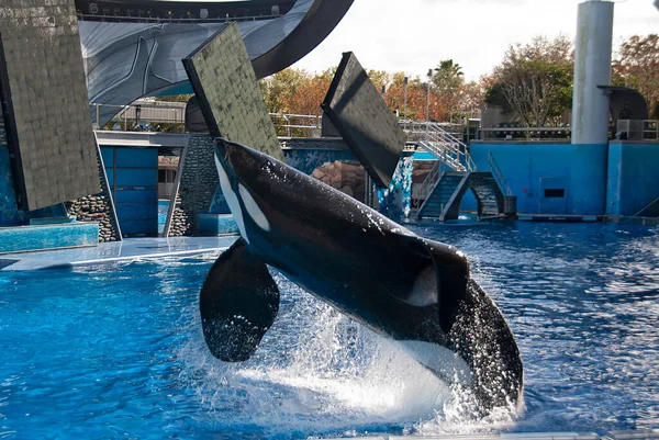 Killer Whale Orcinus Orca Jumping Show — Stockfoto