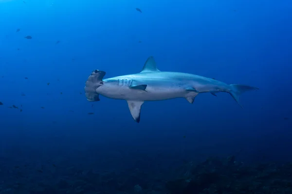 One Hammerhead Shark Sphryna Lewinii Swimming Blue — Foto de Stock