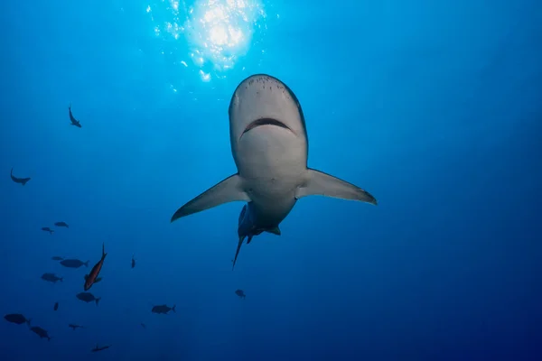 Ventral View Silvertip Shark — Foto de Stock