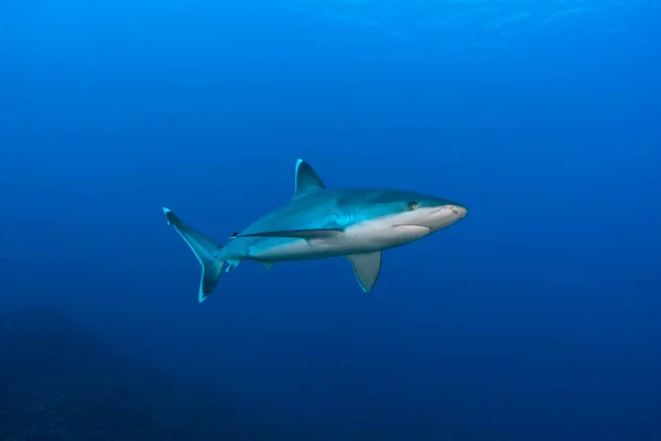 Silver Tip Shark Carcharhinus Albimarginatus Swimming Blue — Foto de Stock