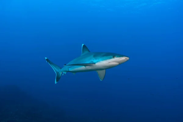 Silver Tip Shark Carcharhinus Albimarginatus Swimming Blue 로열티 프리 스톡 이미지