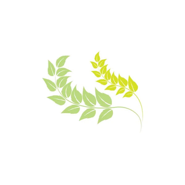 Еко Ікона Зелений Лист Векторні Ілюстрації Ізольовані Вектор — стоковий вектор