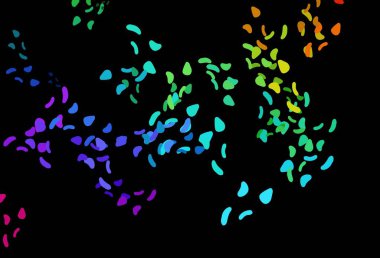 Dark Multicolor, Rainbow vector texture with random forms. Modern abstract illustration with colorful random forms. Simple design for your web site.