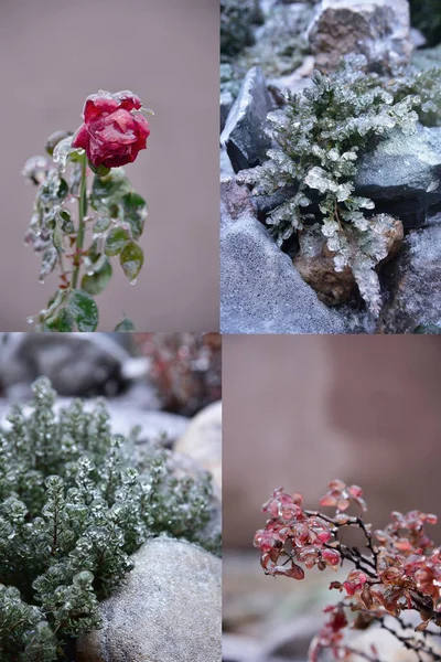 Χειμερινή Μακροεντολή Λουλούδια Στον Πάγο Γρασίδι Στον Πάγο Και Παγάκια — Φωτογραφία Αρχείου