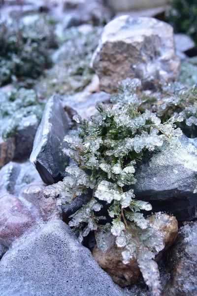 Wintermakro Eisblumen Gras Eis Und Eiszapfen Ästhetik Hygge Stil — Stockfoto