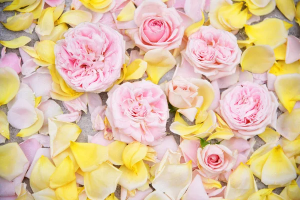 Hermoso Fondo Rosas Rosadas Pétalos Lugar Para Texto — Foto de Stock