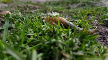 Sabah güneşinden yolunu bulan bir bahçe salyangozu.