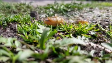 Sabah güneşinden yolunu bulan bir bahçe salyangozu.