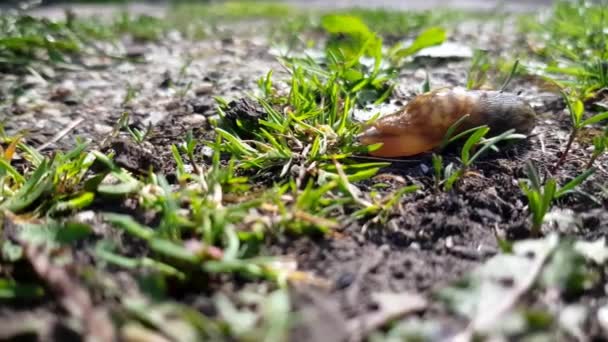 Garden Snail Finding Its Way Morning Sun — Stock Video