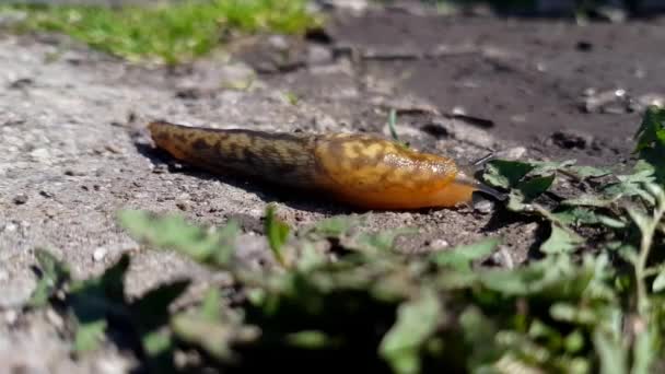 Una Lumaca Giardino Che Allontana Dal Sole Del Mattino — Video Stock