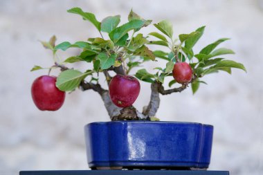 Elma bonsai ağacı (Malus domestica) taş bir duvara karşı