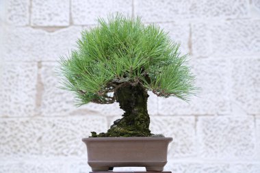Taş bir duvara karşı Pinus mugo bonsai ağacı