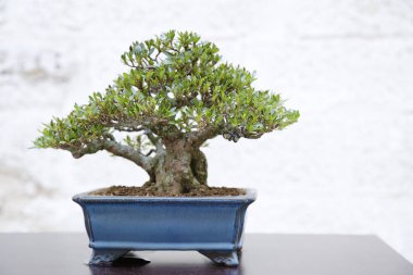 Taş bir duvara karşı aczalea bonsai ağacı