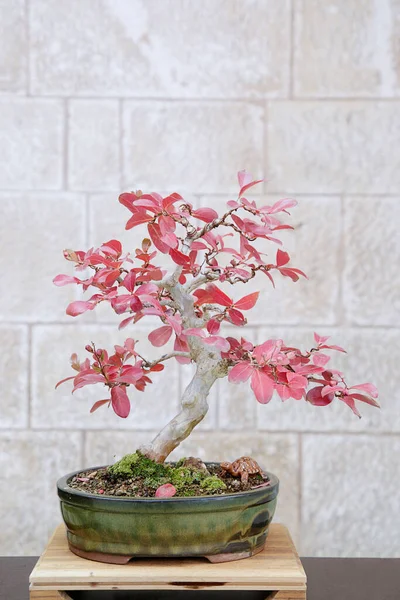 Lagerstroemia bonsai Sonbaharda taş bir duvara karşı